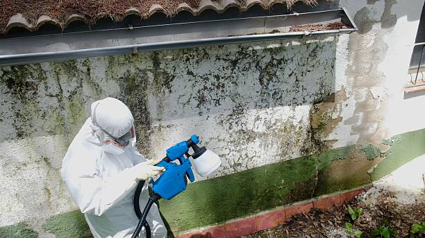 Trusted Mold Remediation service in Spring Lake, NC - Cheap Mold Removal
